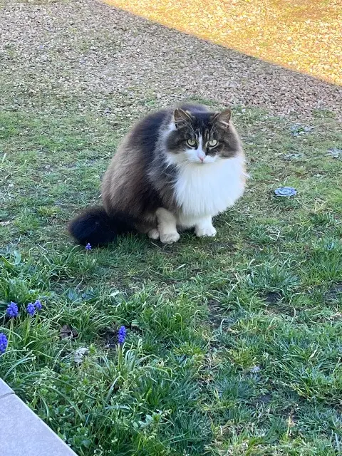 chat lost   72250 Challes Zorro