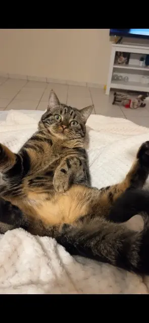 chat lost   72550 Chaufour-Notre-Dame Zozo