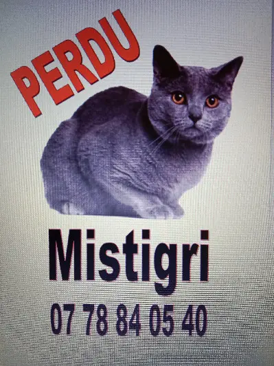 Chat Perdu 72 Sarthe Chat Perdu 72 Sarthe