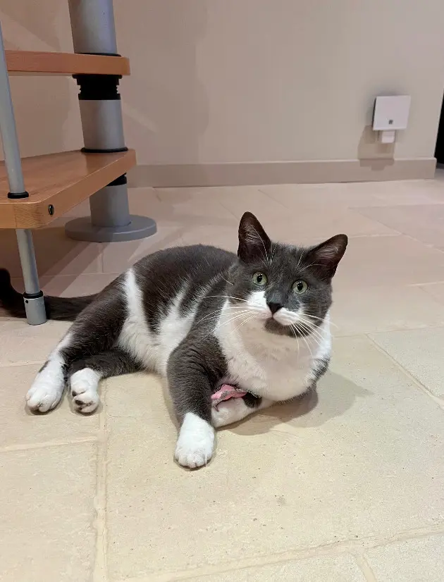 Chat Perdu 72 Sarthe Chat Perdu 72 Sarthe
