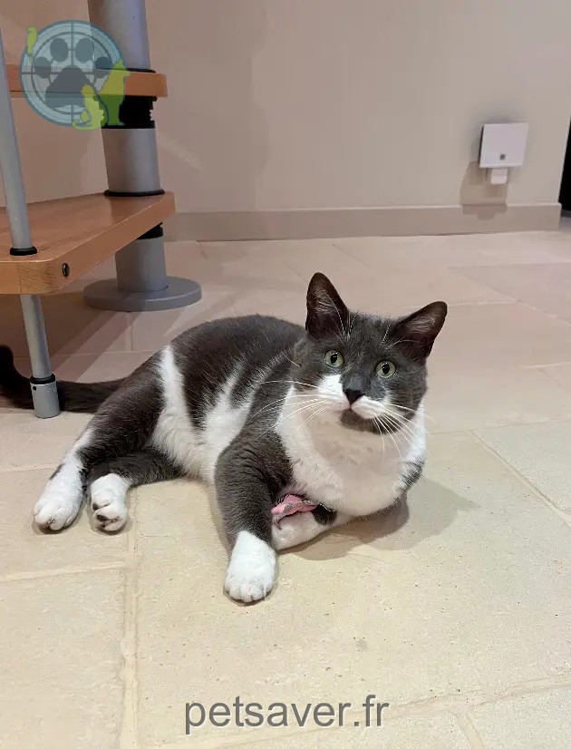 Chat Perdu 72 Sarthe Chat Perdu 72 Sarthe