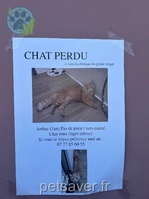 gatto lost   73000 Chambéry Arthur