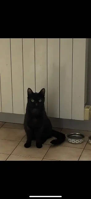 chat lost   73800 Cruet Baloo