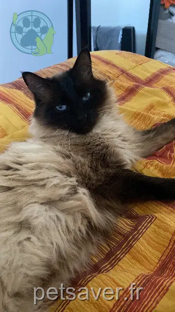 chat lost   73800 La Chavanne Blue