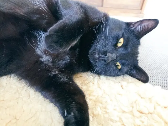 chat lost   73100 Montcel Chaman