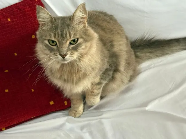 chat lost   73730 Rognaix Clowny