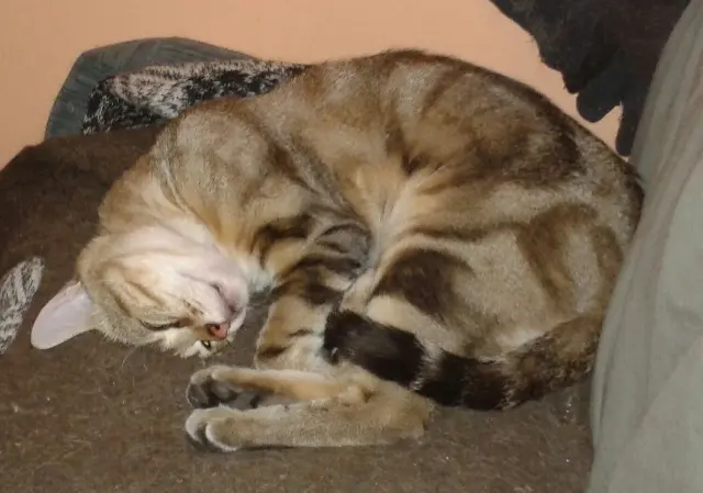 chat perdu 73000 Chambéry Crapounet chat lost 73000 Chambéry Crapounet