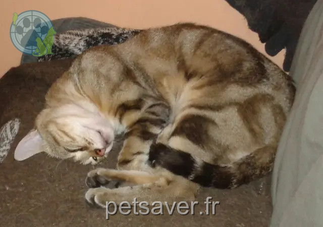 gato perdido 73000 Chambéry Crapounet gato lost 73000 Chambéry Crapounet