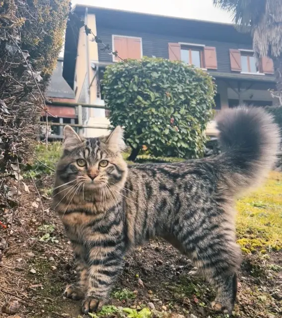 chat lost   73190 Saint-Jeoire-Prieuré Elie