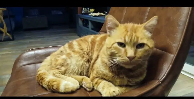 chat lost   73100 Grésy-sur-Aix Filou