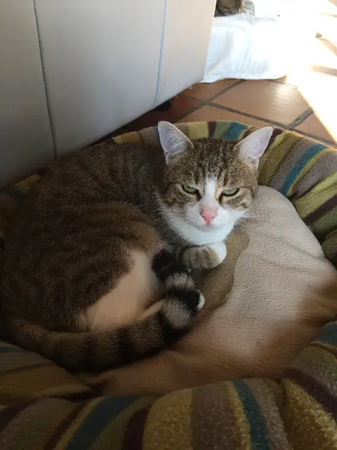 chat lost   73320 Tignes Flechette