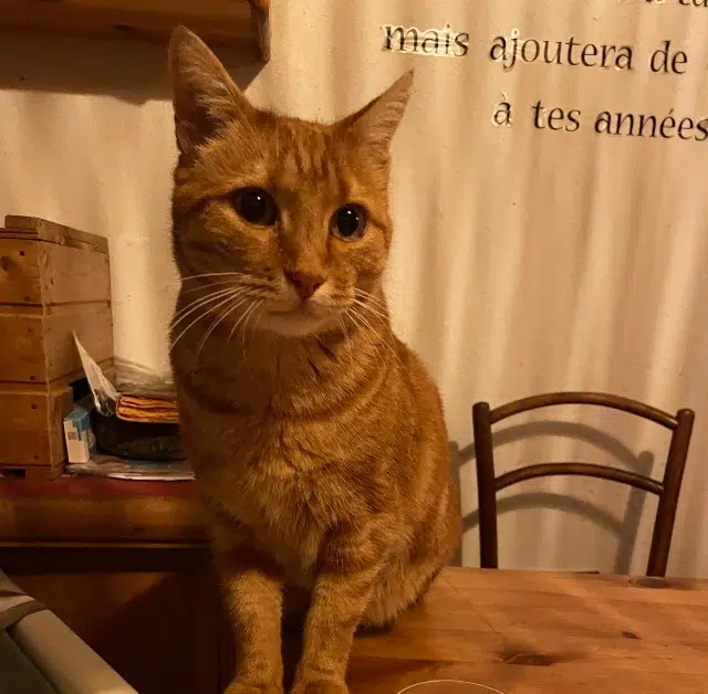 chat lost   73460 Montailleur Francky
