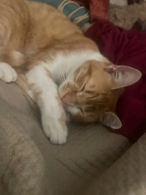 chat lost   73200 Albertville Garfild