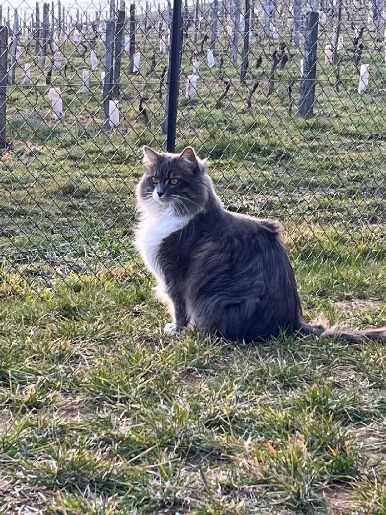 Chat Perdu 73 Savoie - Grisou Chat Perdu 73 Savoie - Grisou