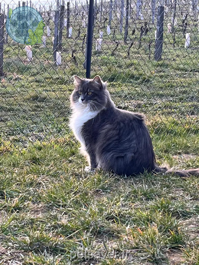 Chat Perdu 73 Savoie - Grisou Chat Perdu 73 Savoie - Grisou