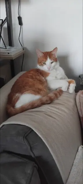 chat lost   73000 Chambéry Kachou