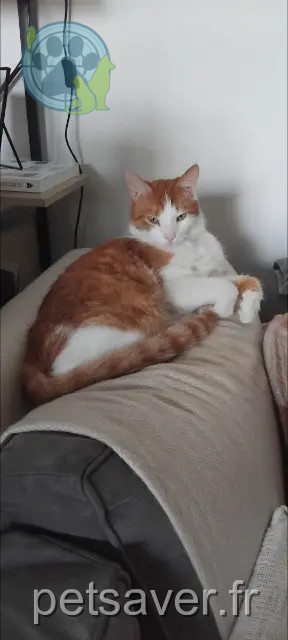 gato perdido 73000 Chambéry Kachou gato lost 73000 Chambéry Kachou