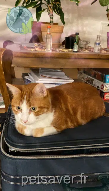 chat lost   73000 Chambéry Limonov
