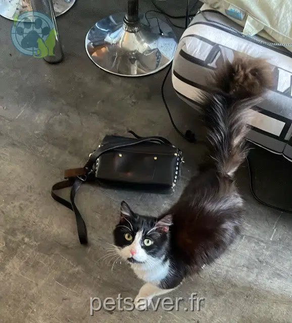chat lost   73100 Aix-les-Bains Lloyd