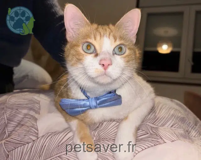 chat perdu 73000 Chambéry Lucky chat lost 73000 Chambéry Lucky