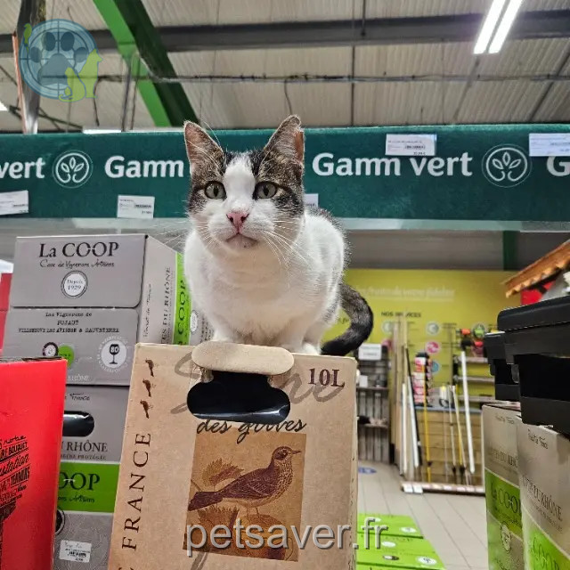Kater vermisst 73290 La Motte-Servolex LULU Kater lost 73290 La Motte-Servolex LULU