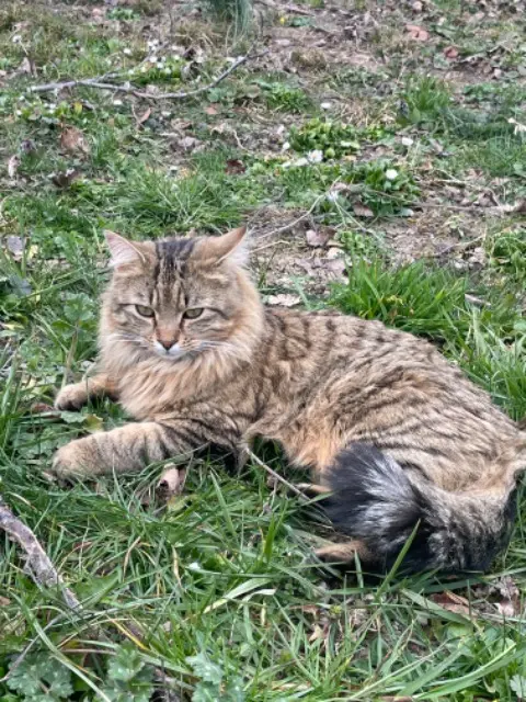 chat lost   73130 Saint-Étienne-de-Cuines Léo