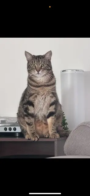 chat lost   73200 Albertville Maverick