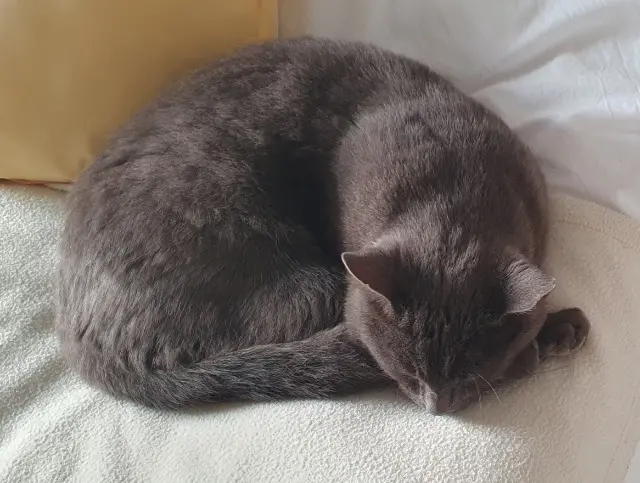 chat lost   73100 Brison-Saint-Innocent Mimi