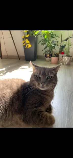 chat lost   73170 Yenne Neutron