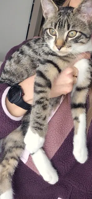 chat lost   73100 Aix-les-Bains Noisette