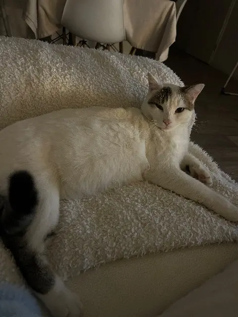 chat lost   73000 Barberaz Ouni