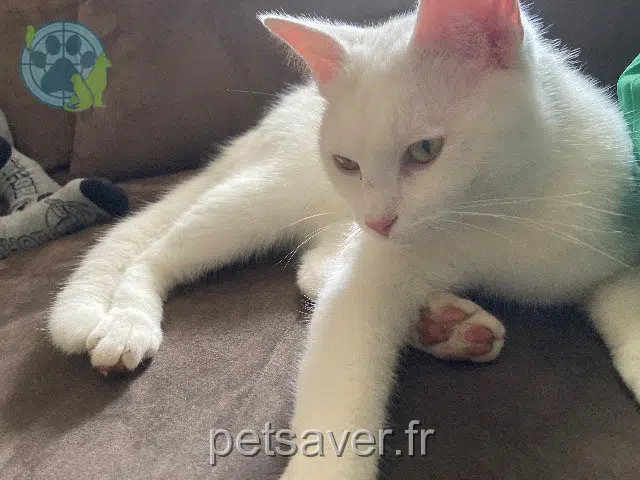 chat lost   73800 Chignin Pablo