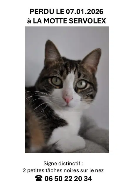 chat lost   73290 La Motte-Servolex Pollux