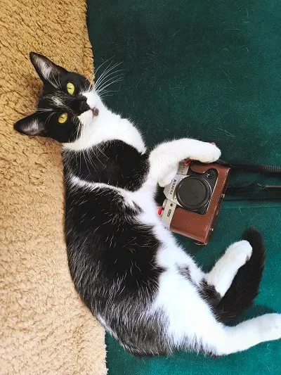 chat lost   73160 Cognin Raymond