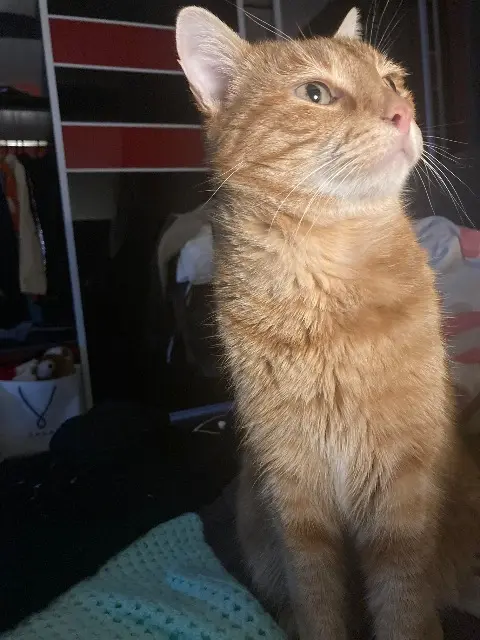 chat lost   73000 Chambéry Rouxy
