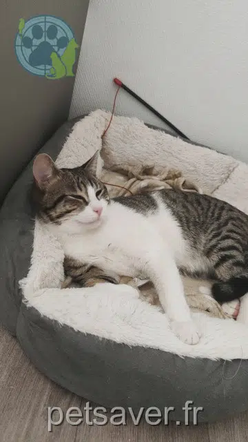 chat lost   73800 Coise-Saint-Jean-Pied-Gauthier Ríles