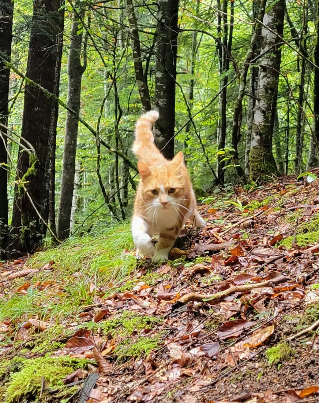 chat lost   73670 Saint-Pierre-d'Entremont Lulu