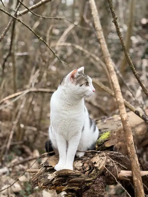 chat perdu 73160 Cognin Schady chat lost 73160 Cognin Schady