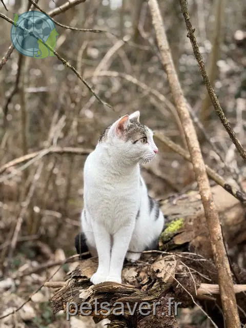 kater vermist 73160 Cognin Schady kater lost 73160 Cognin Schady