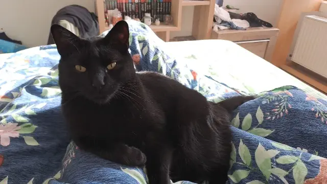 chat lost   73130 La Chambre Shadow