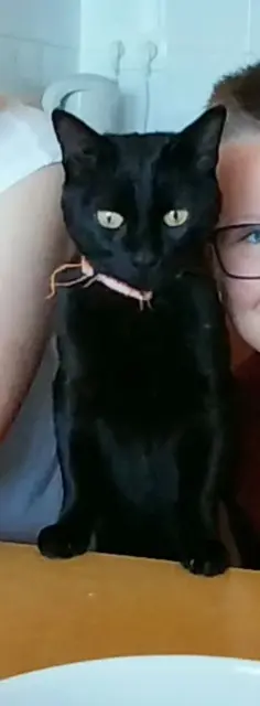 chat lost   73130 Saint-François-Longchamp Shadow