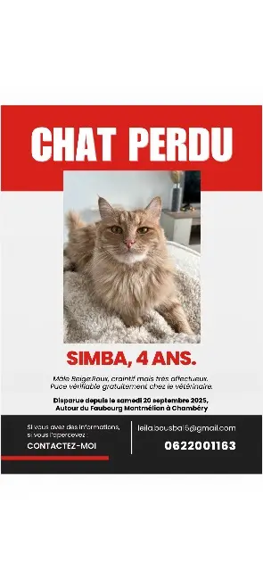 chat lost   73000 Chambéry Simba