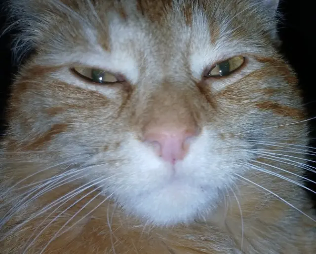 chat lost   73190 Challes-les-Eaux Simba