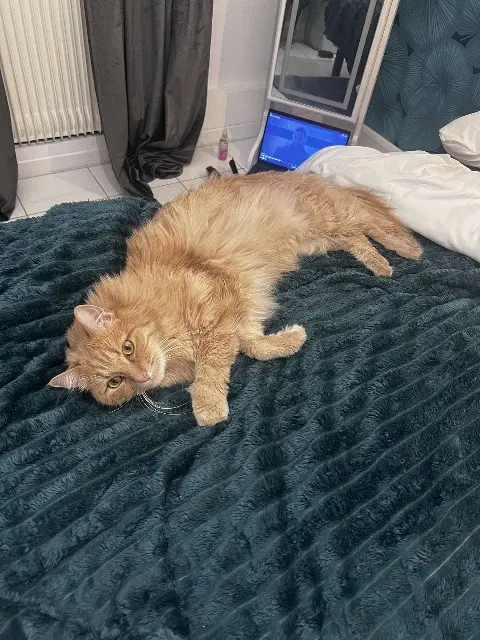 chat lost   73000 Chambéry Simba