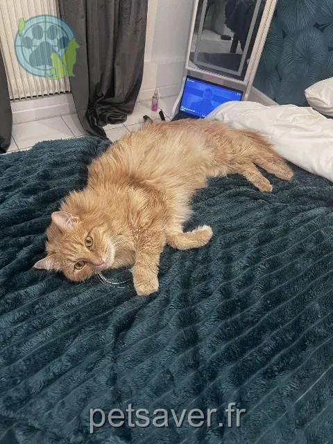 gato perdido 73000 Chambéry Simba gato lost 73000 Chambéry Simba