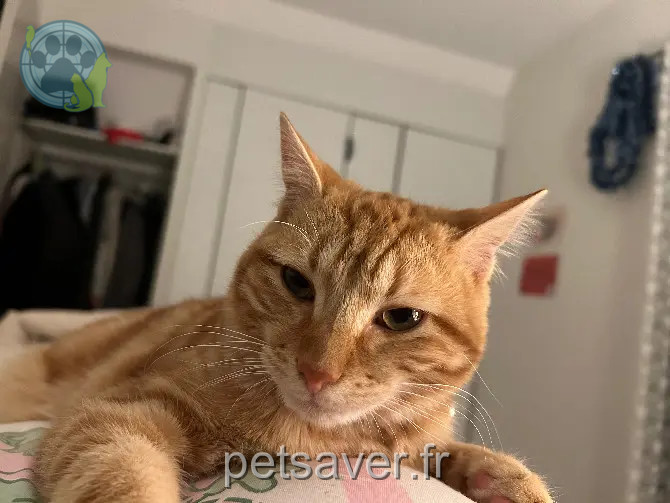 Chat Perdu 73 Savoie Chat Perdu 73 Savoie
