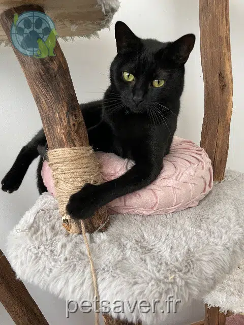 chat lost   73100 Aix-les-Bains Sushi
