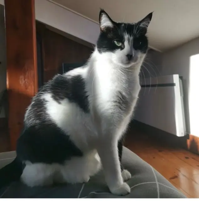 chat lost   73100 Aix-les-Bains Sweety