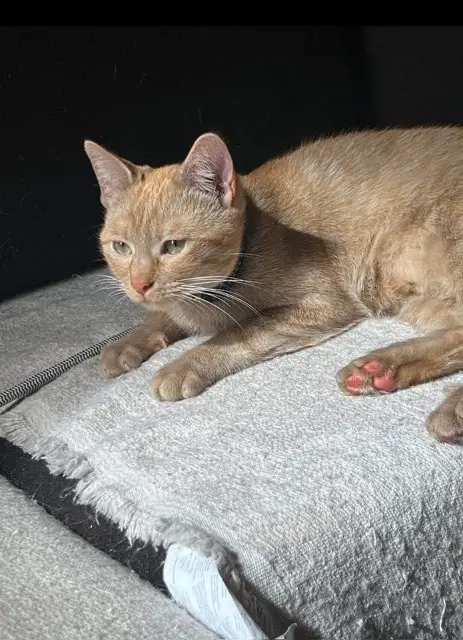 chat lost   73330 Le Pont-de-Beauvoisin Taz