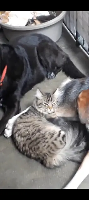 chat lost   73700 Bourg-Saint-Maurice Tibou